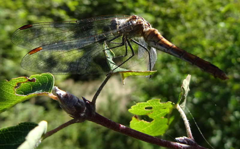 femmina di Sympetrum sanguineum